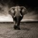 elefante